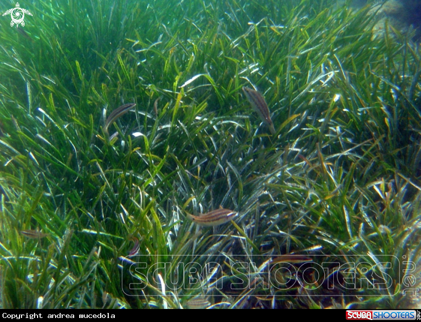 A prateria di posidonia