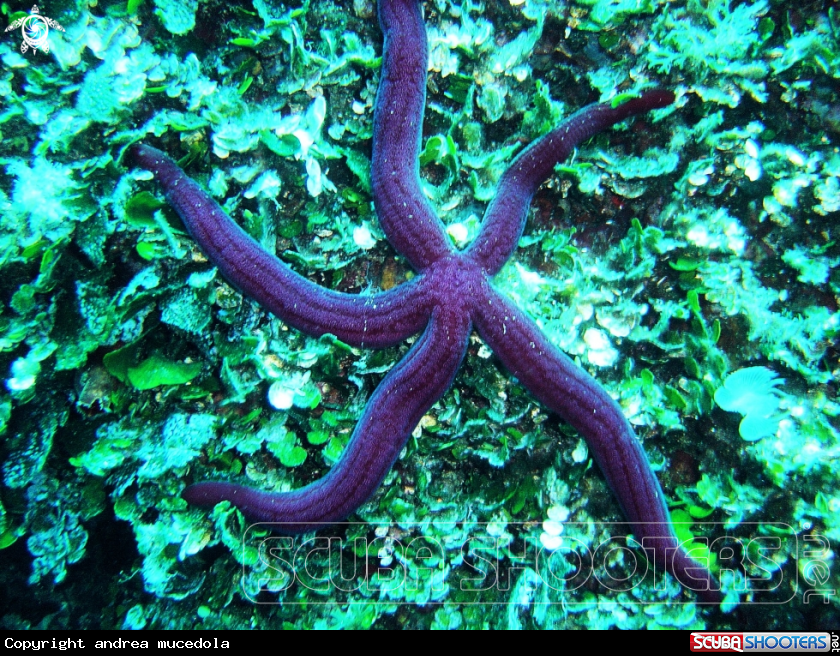 A STELLA ARANCIO