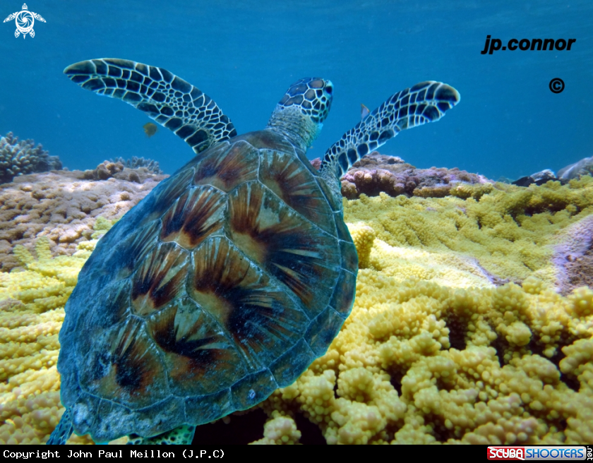 A Tortue Verte
