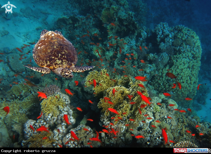 A Green turtle