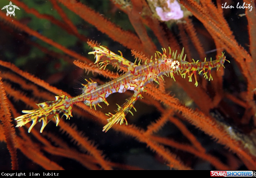 A ghost pipefish