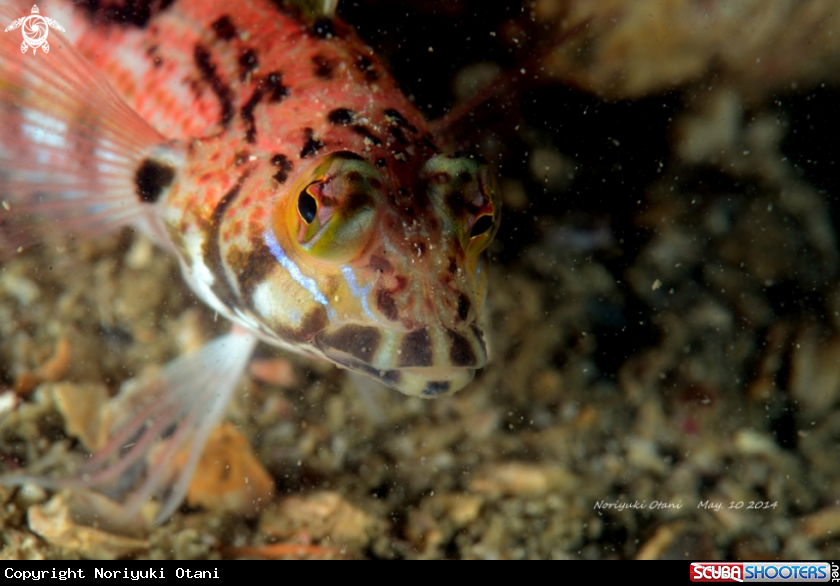 A  Sandhopper Blenny