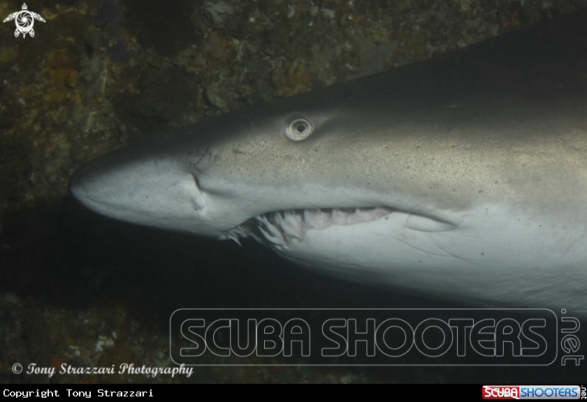 A Grey Nurse Shark (Sand Tiger, Ragged Tooth)