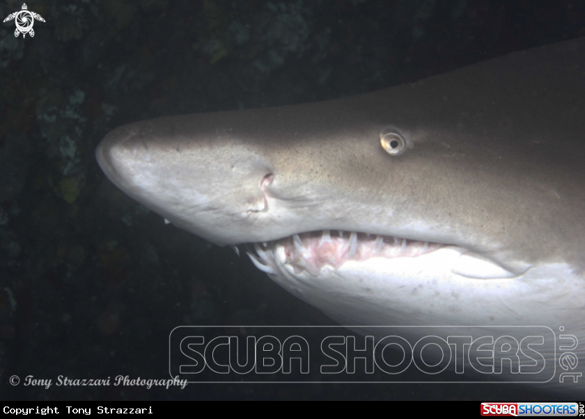 A Grey Nurse Shark (Sand Tiger, Ragged Tooth)