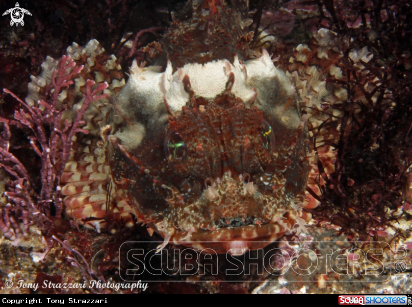 A Red scorpionfish