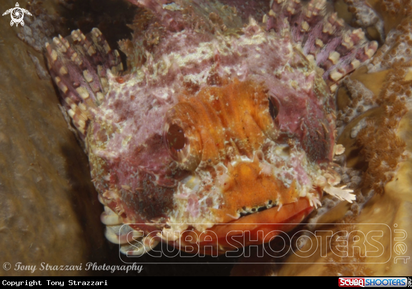 A Red scorpionfish