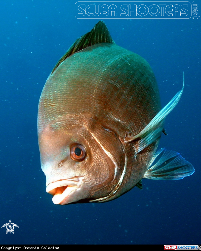 A Tanuta