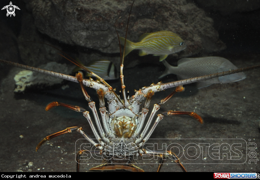 A spiny atlantic lobster