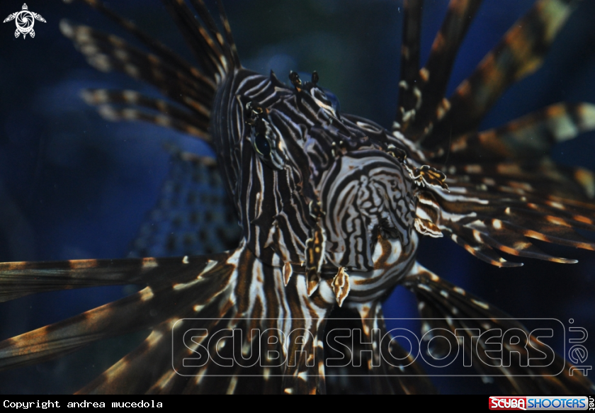 A scorpion fish