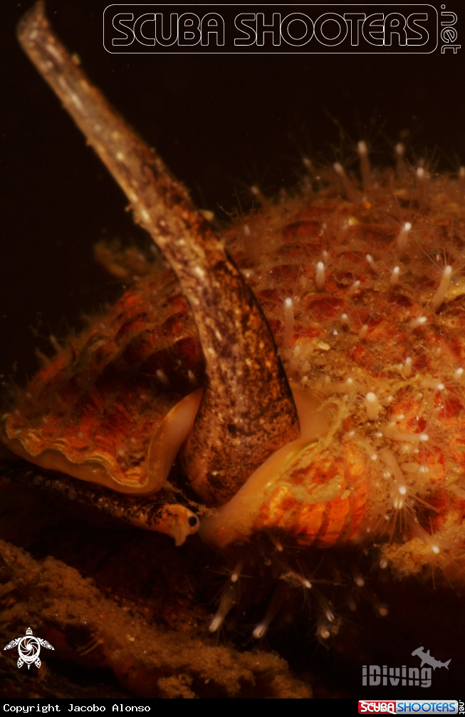 A caracola
