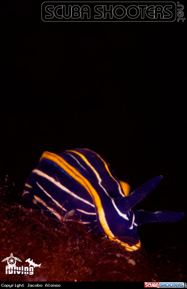 A hyps
