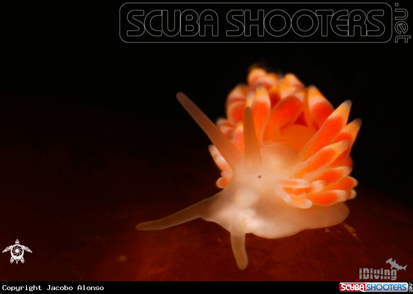 A nudi raro
