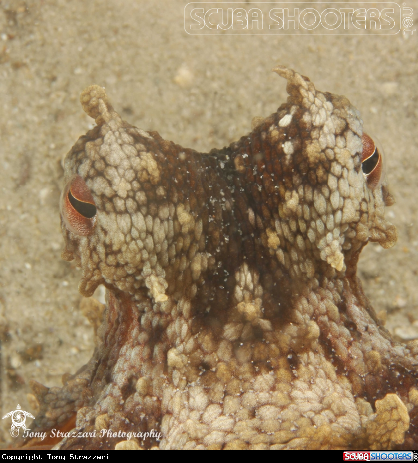 A Common Sydney Octopus