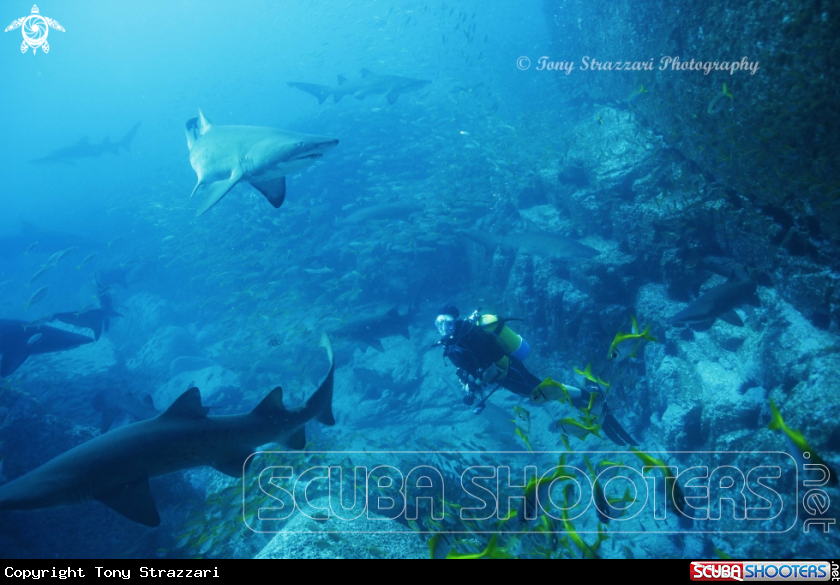 A Grey Nurse Shark (Sand Tiger, Ragged Tooth)