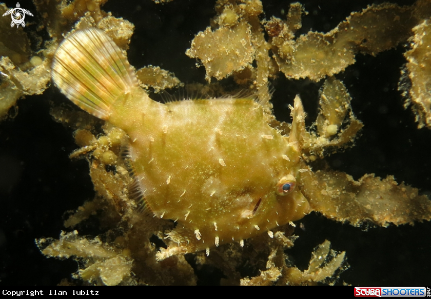 A reef fish