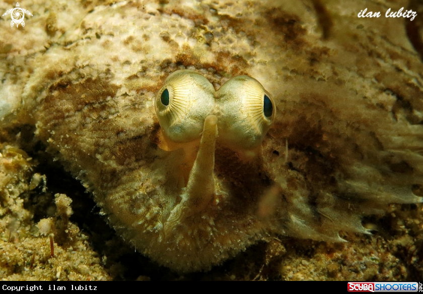 A sole fish
