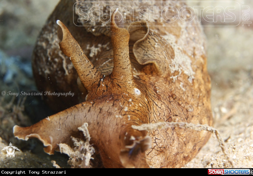 A Geographic Sea Hare