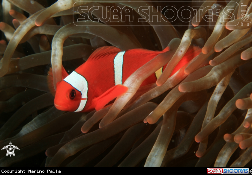 A anemone fish