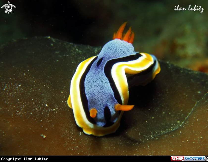 A Nudibranch