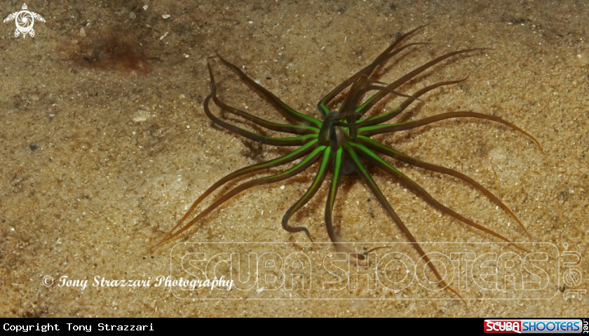 A Bright green tube anemone