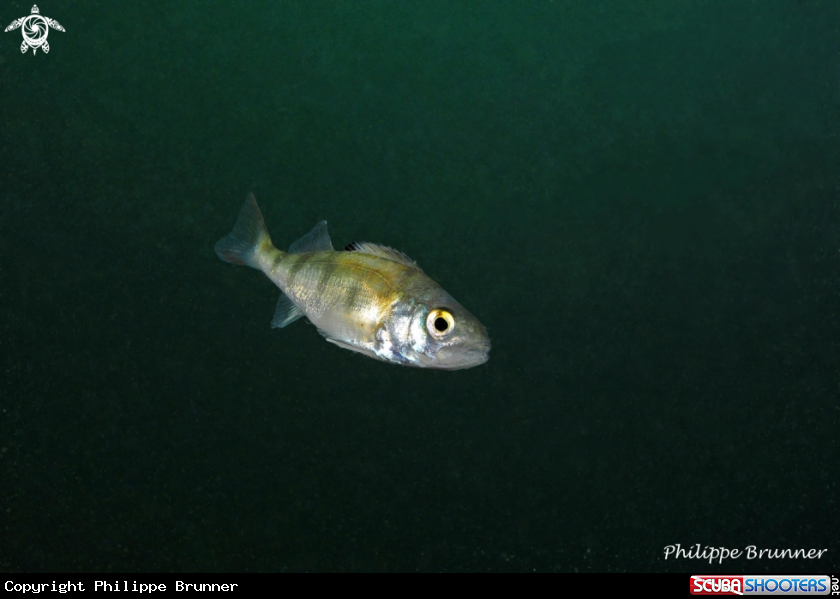 A European perch