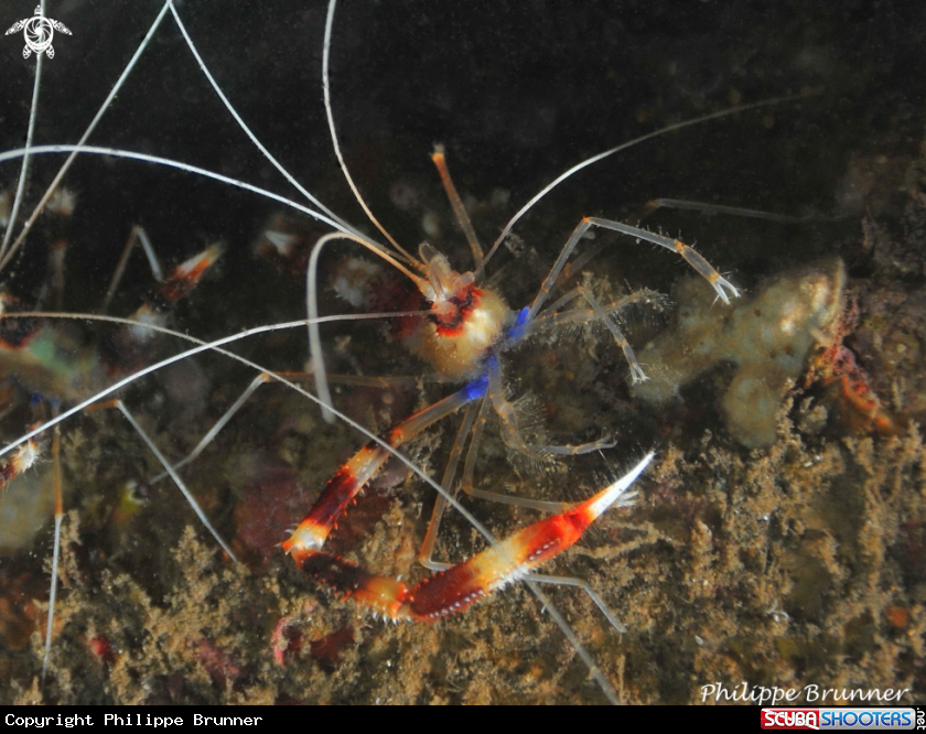 A Crevettes