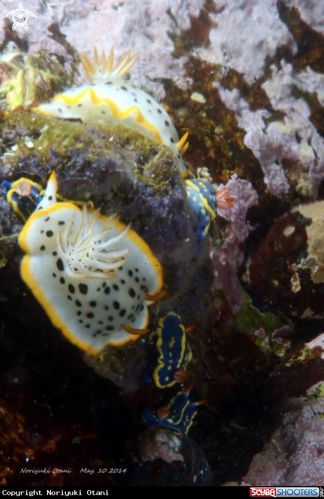 A Nudi