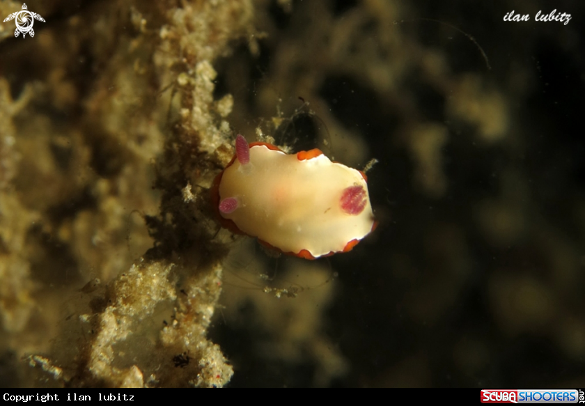 A Nudibranch