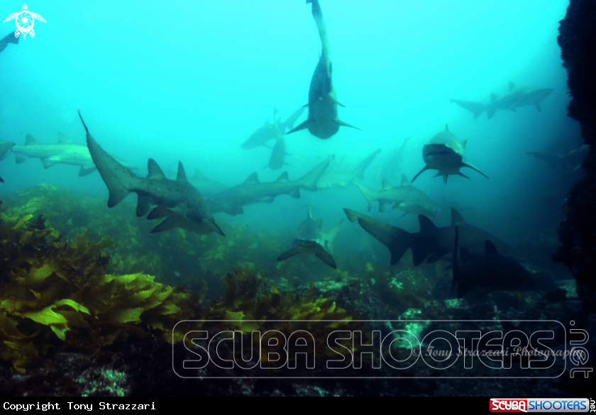 A Grey Nurse Shark (Sand Tiger, Ragged Tooth)