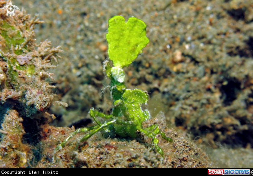 A crab
