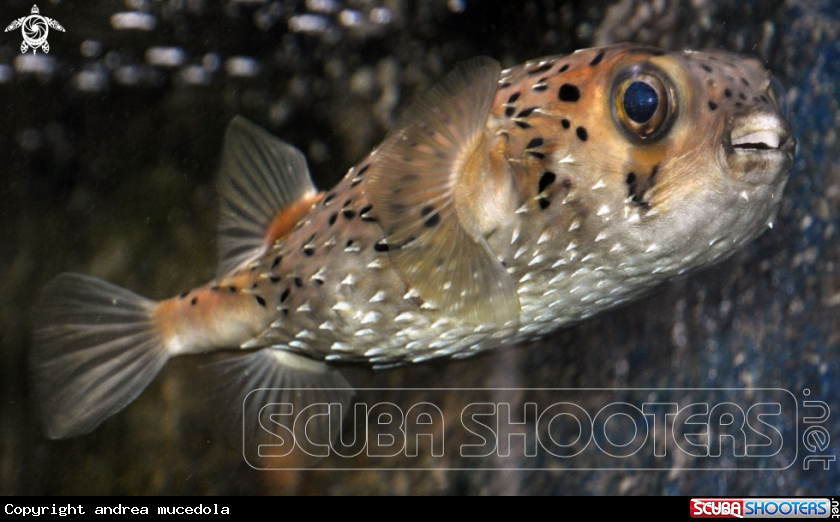 A pesce palla