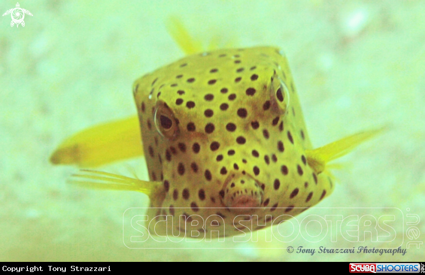 A Yellow boxfish