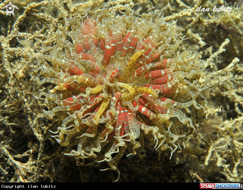 A Anemone