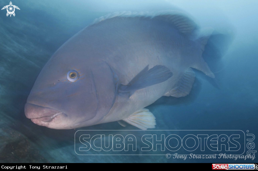 A Blue groper
