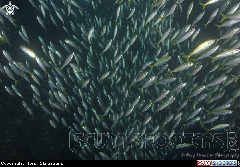 A Yellowtail scad