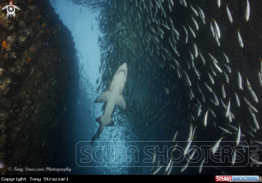 A Grey Nurse Shark (Sand Tiger, Ragged Tooth)