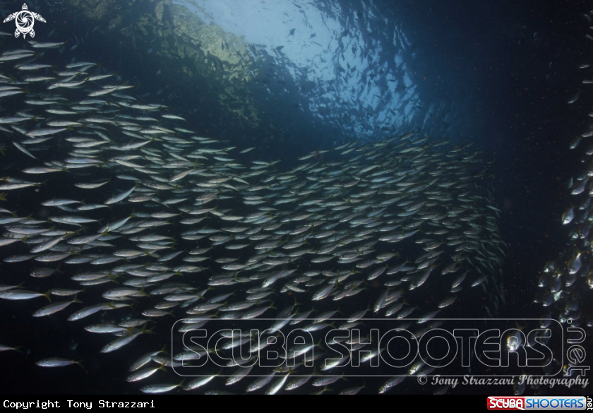 A Yellowtail scad