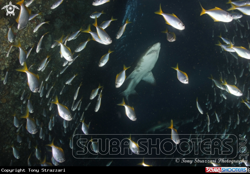 A Grey Nurse Shark (Sand Tiger, Ragged Tooth)