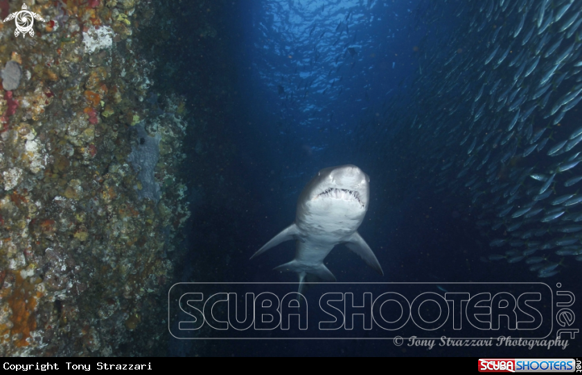 A Grey Nurse Shark (Sand Tiger, Ragged Tooth)