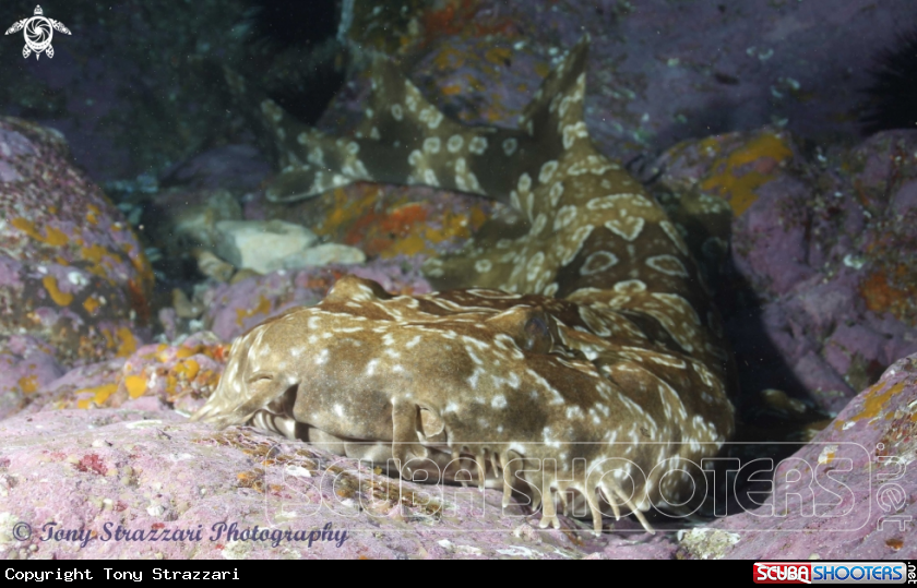 A Banded wobbegong