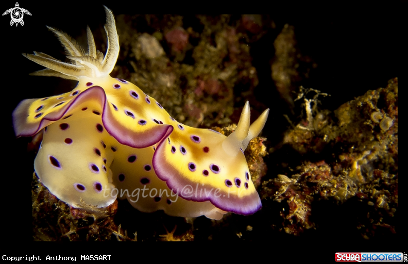 A Goniobranchus kuniei
