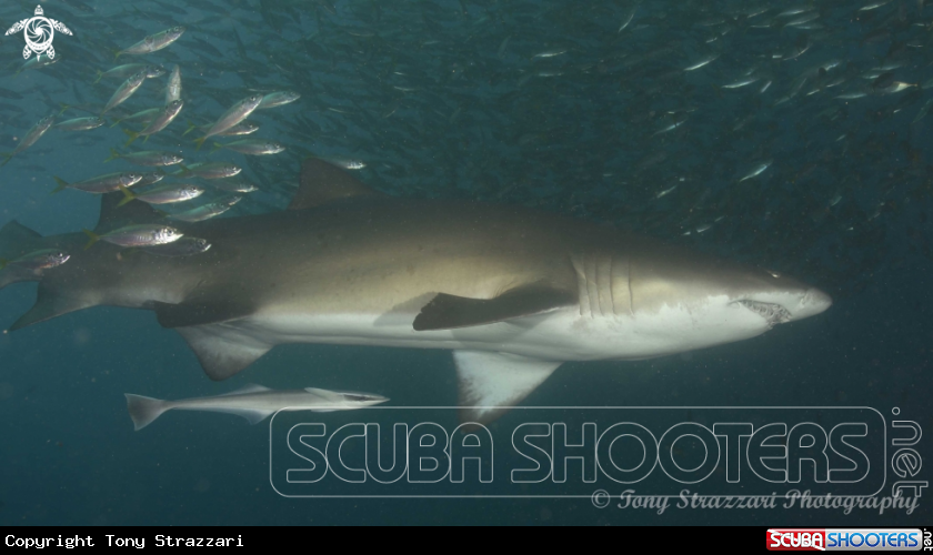 A Remora and grey nurse shark
