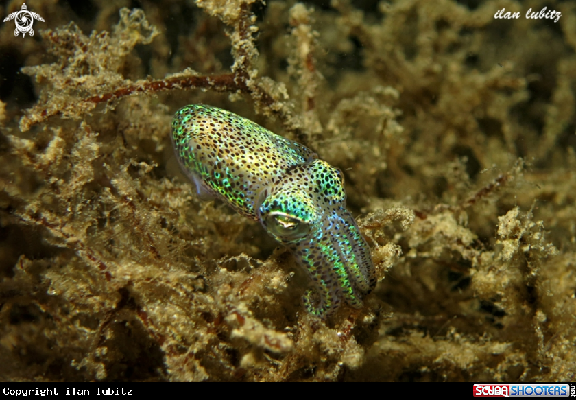 A bobtail squid 