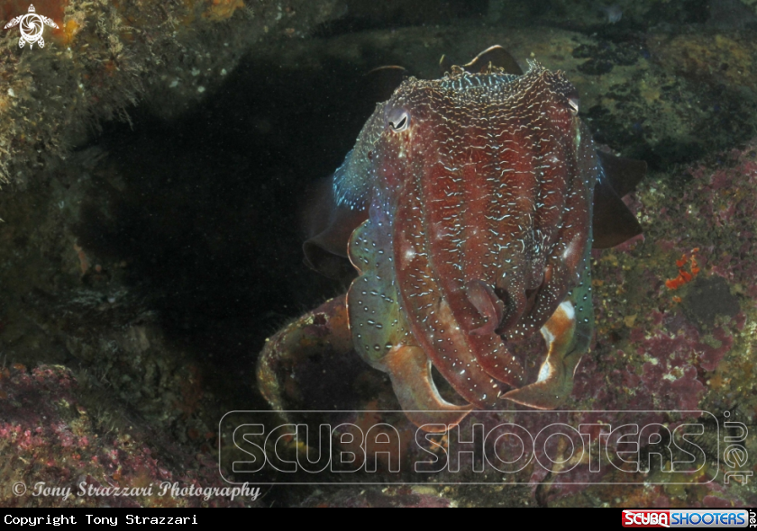 A Giant cuttle