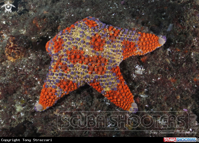 A Firebrick Seastar