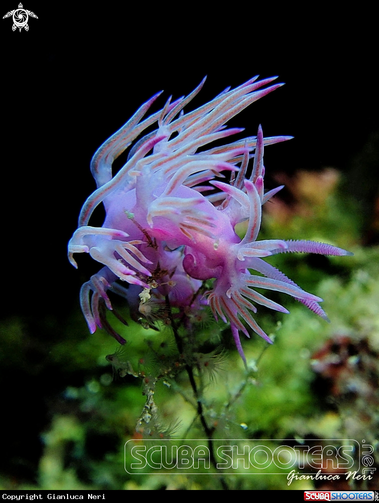 A Flabellina