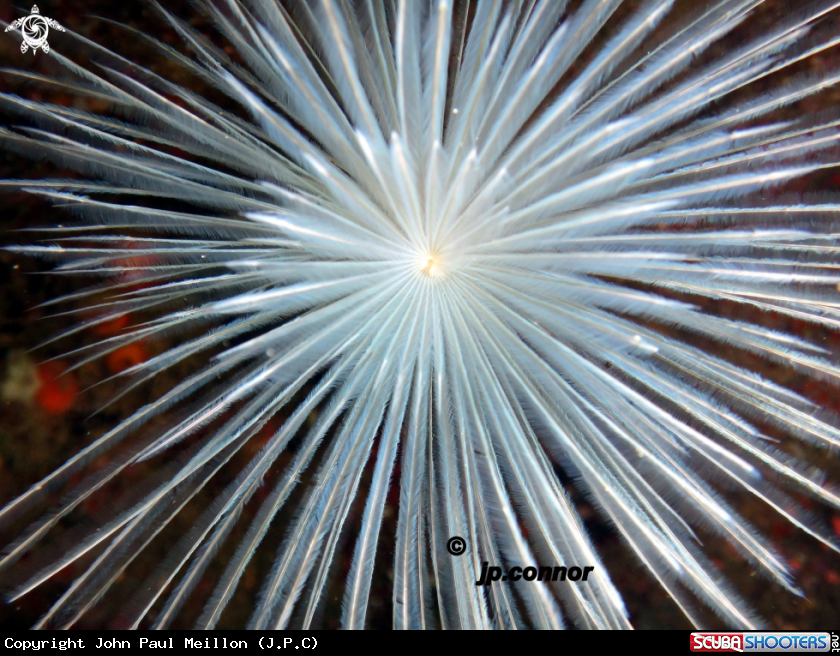 A Spirographe