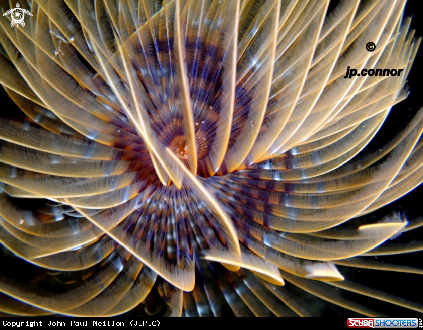 A Spirographe