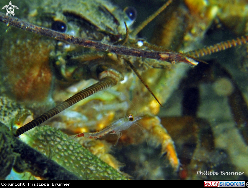A Red shrimp and crayfish