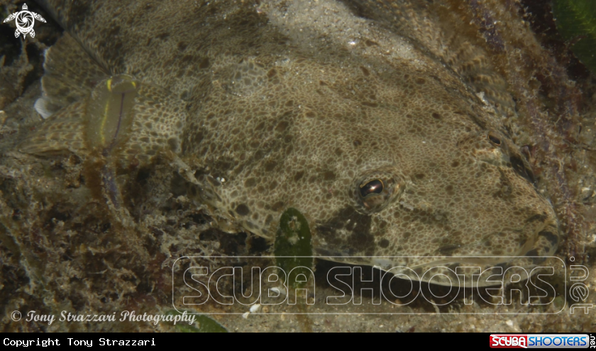 A Dusky flathead